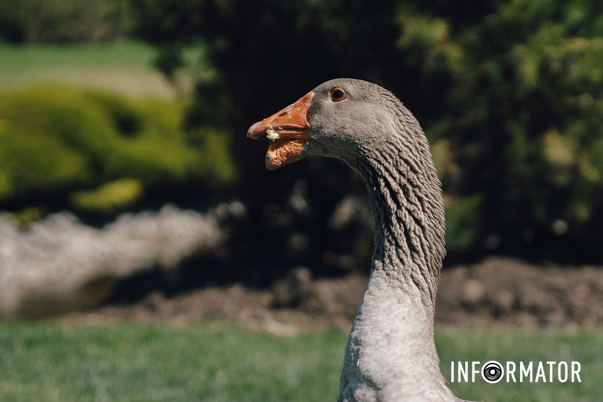 Место, где дышится иначе: как выглядит яхт-клуб «Сечь» в Днепре майского солнечного дня 27