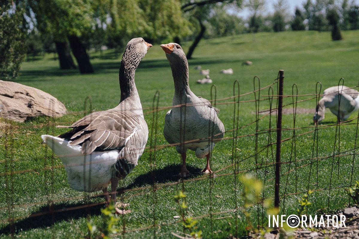 Место, где дышится иначе: как выглядит яхт-клуб «Сечь» в Днепре майского солнечного дня 28