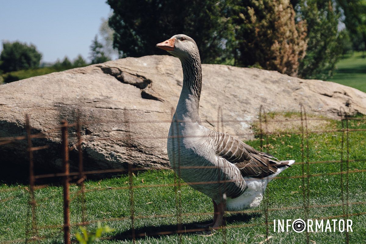 Место, где дышится иначе: как выглядит яхт-клуб «Сечь» в Днепре майского солнечного дня 29