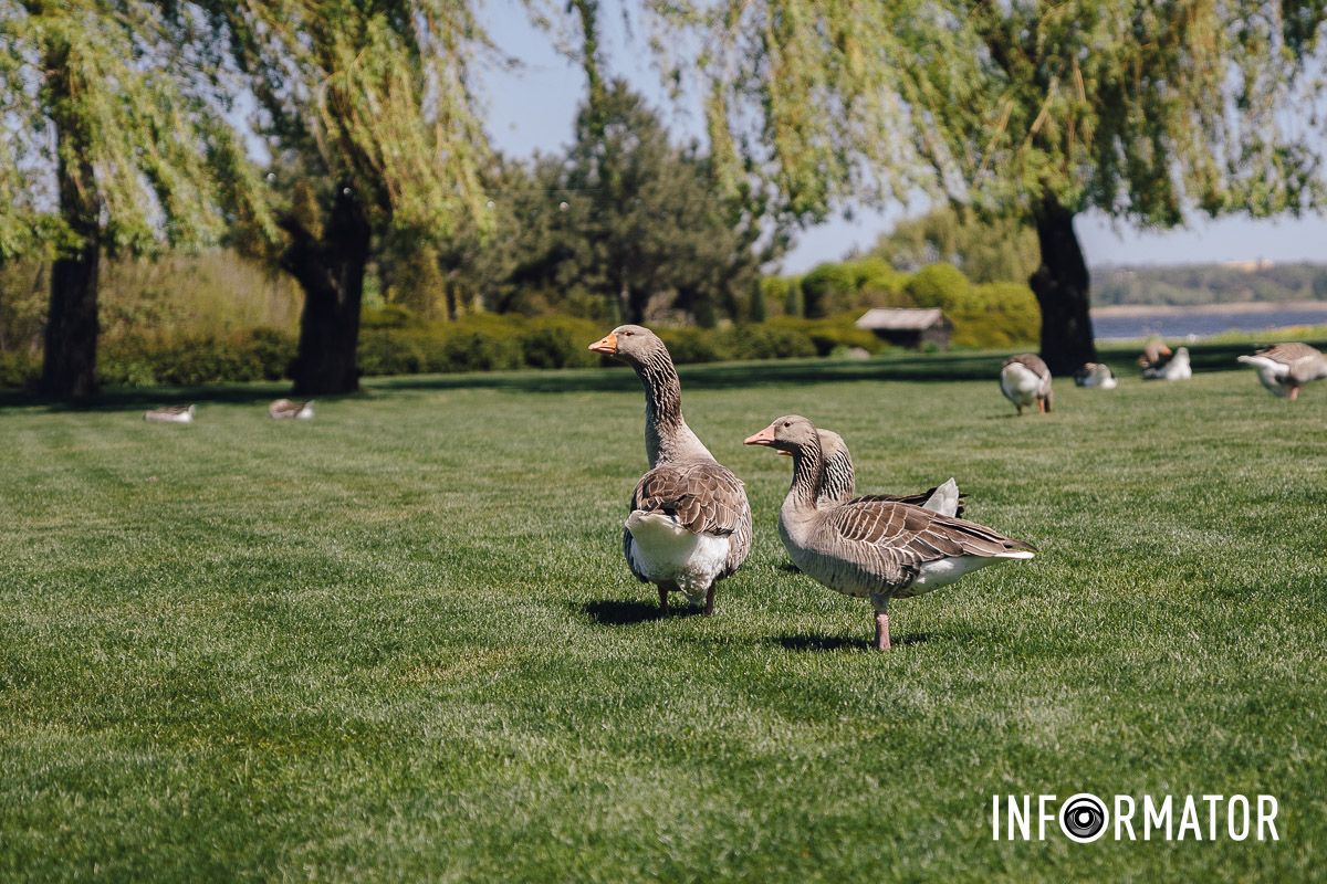 Место, где дышится иначе: как выглядит яхт-клуб «Сечь» в Днепре майского солнечного дня 31