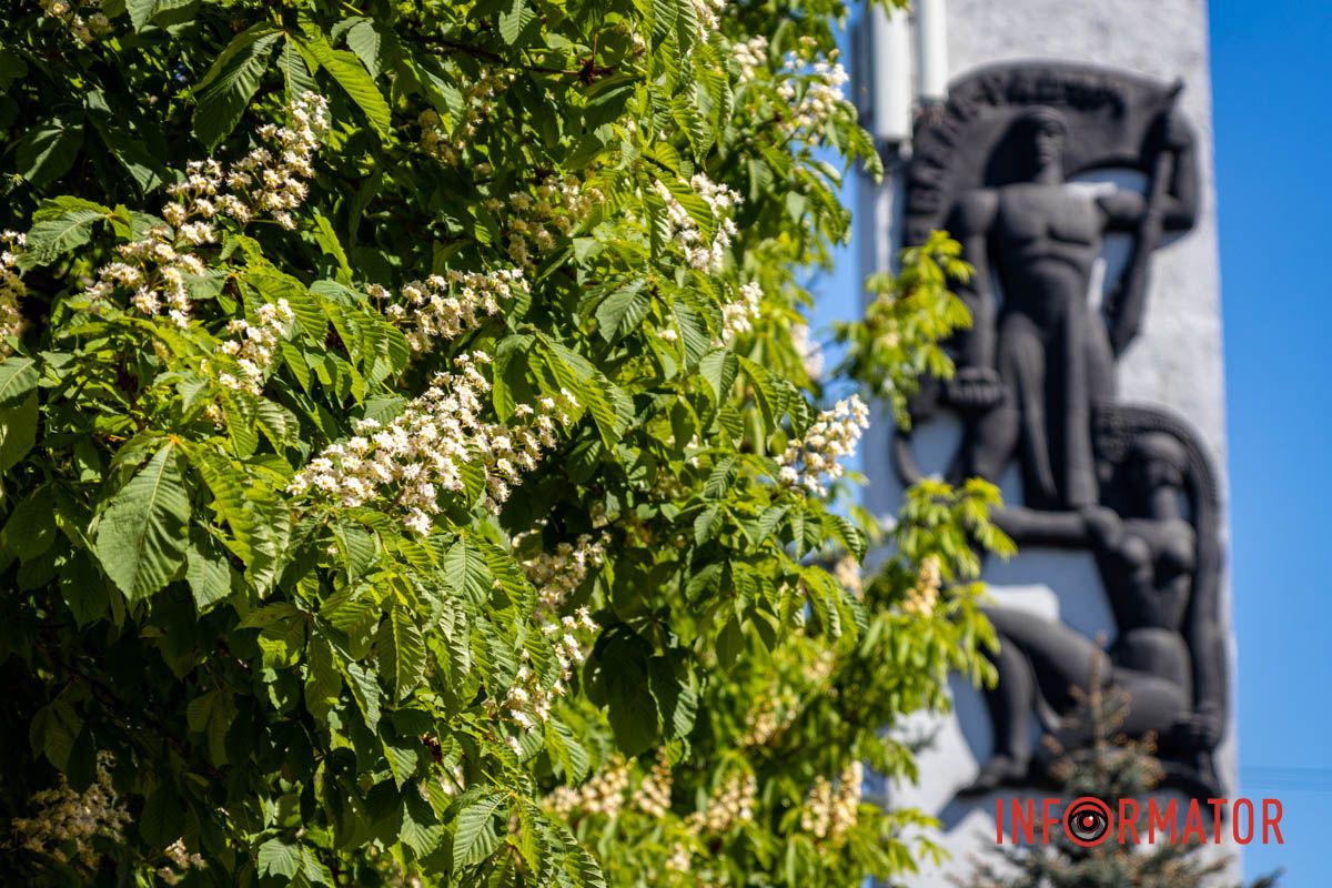 Фиксируем каждый кадр: в Днепре на Сичеславской Набережной расцвели каштаны и боярышник.