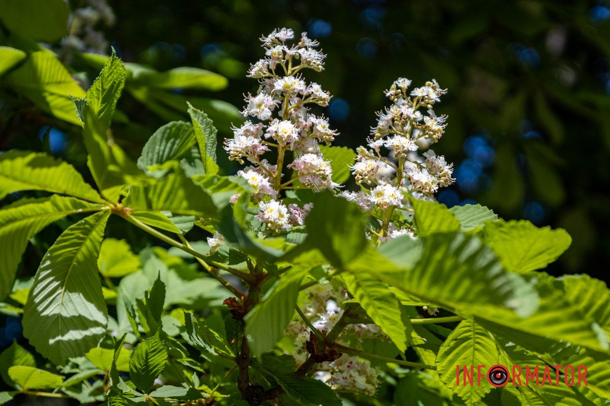 Фиксируем каждый кадр: в Днепре на Сичеславской Набережной расцвели каштаны и боярышник.