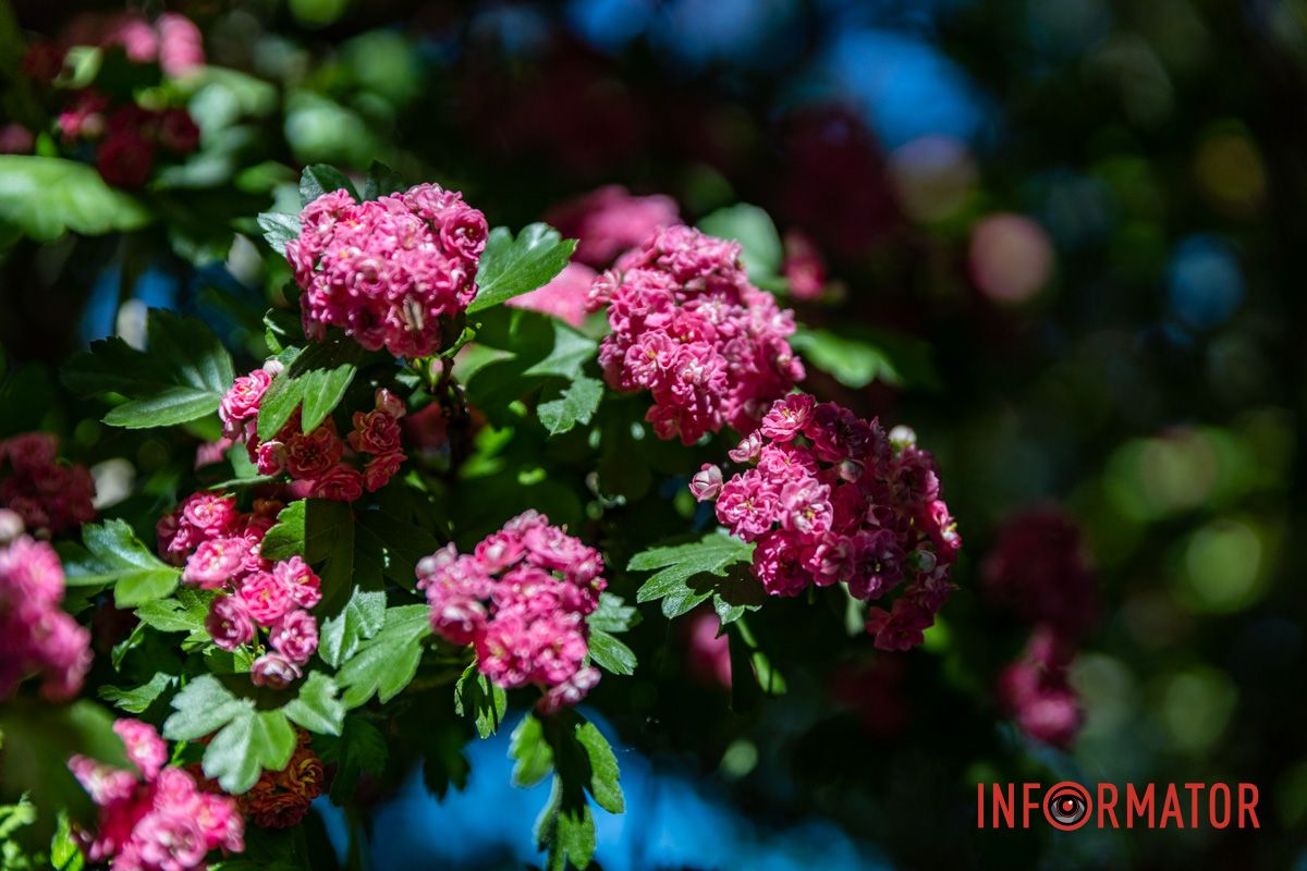 Фиксируем каждый кадр: в Днепре на Сичеславской Набережной расцвели каштаны и боярышник.