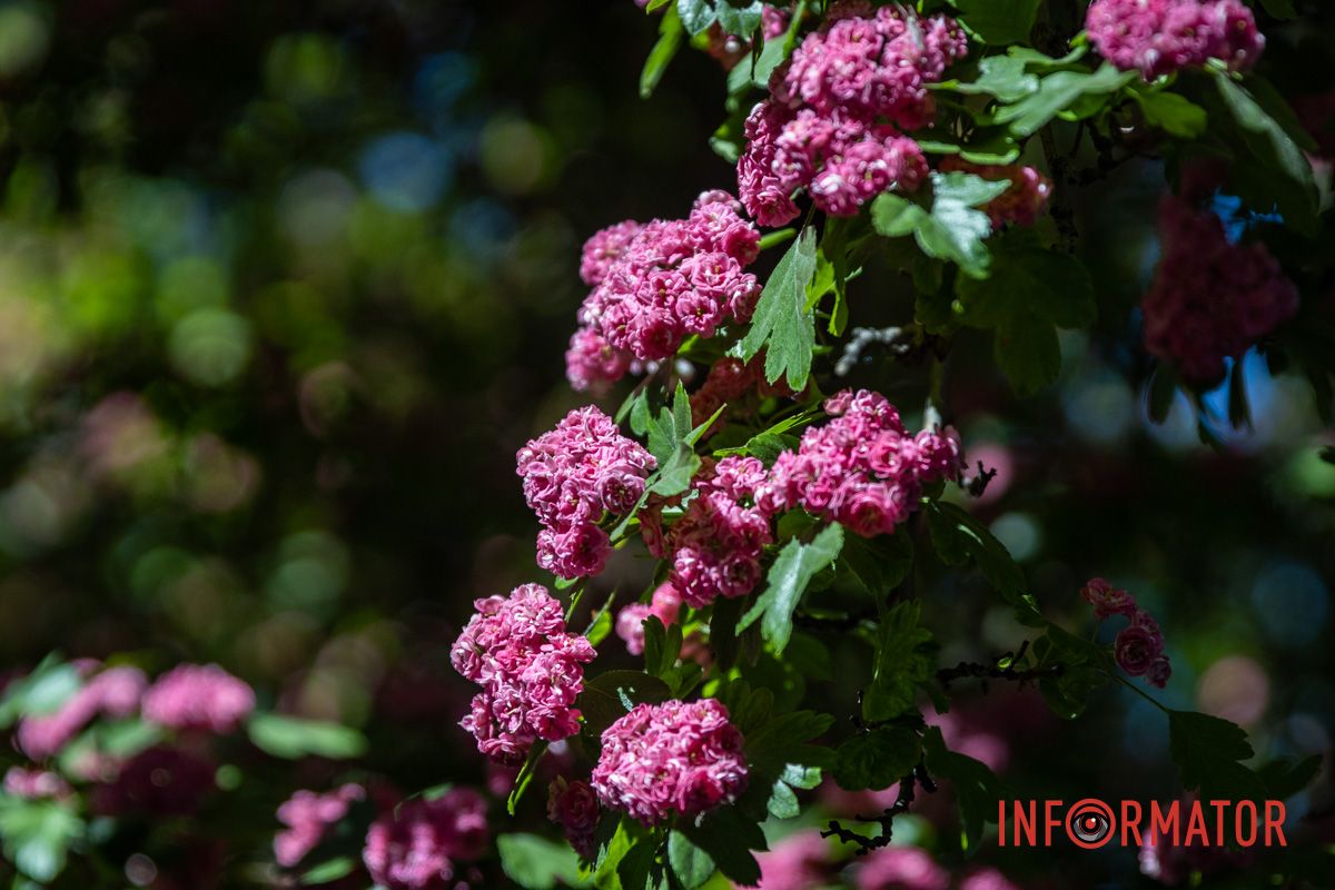 Фиксируем каждый кадр: в Днепре на Сичеславской Набережной расцвели каштаны и боярышник.
