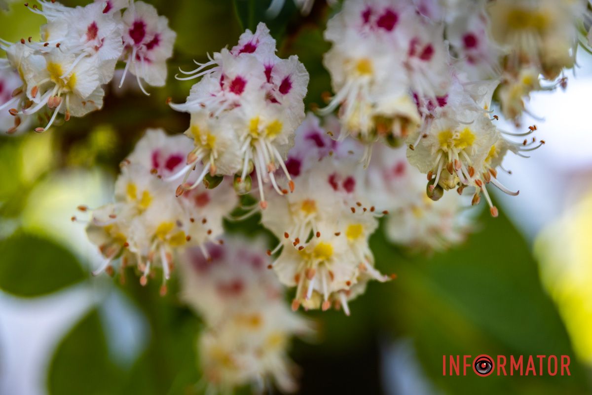 Фиксируем каждый кадр: в Днепре на Сичеславской Набережной расцвели каштаны и боярышник.