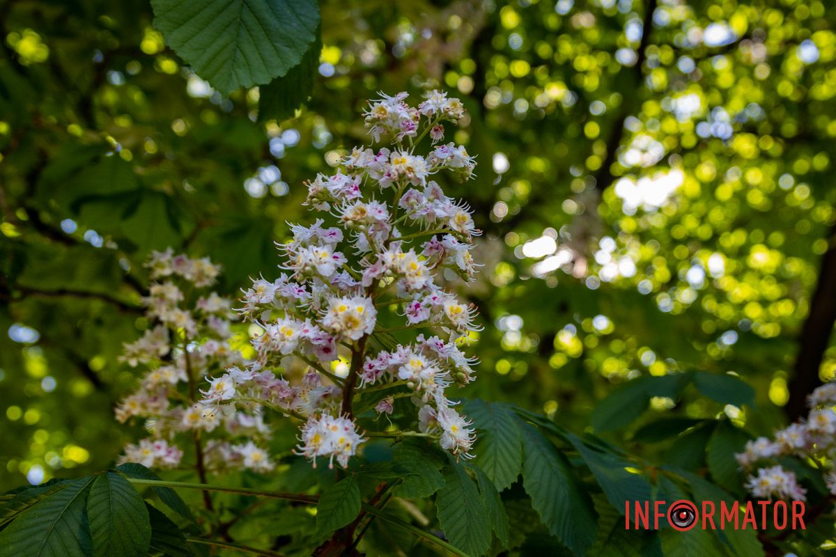 Фиксируем каждый кадр: в Днепре на Сичеславской Набережной расцвели каштаны и боярышник.