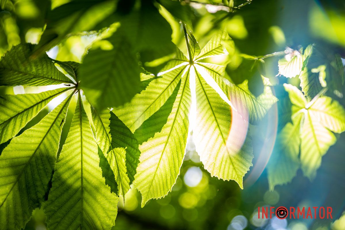 Фиксируем каждый кадр: в Днепре на Сичеславской Набережной расцвели каштаны и боярышник.