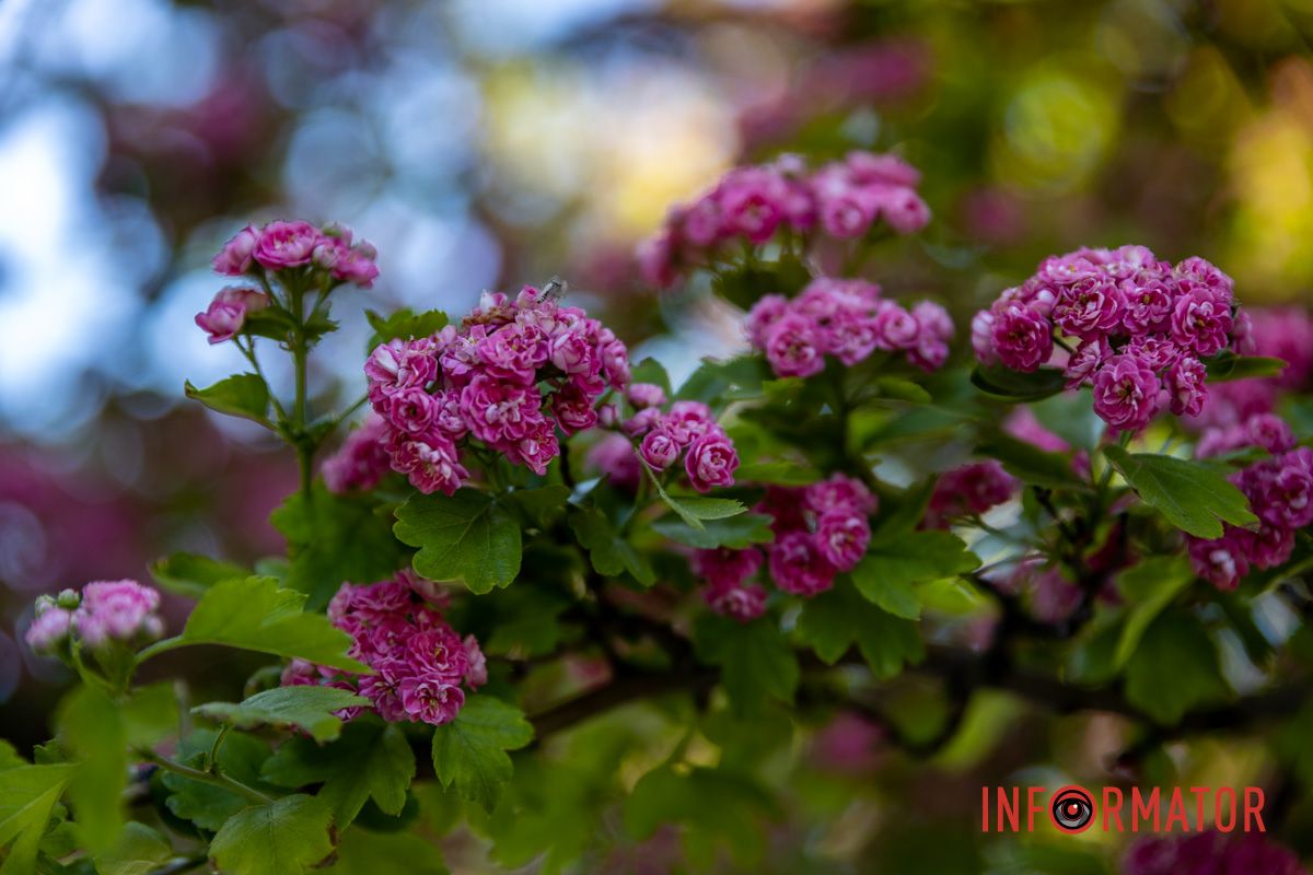 Фиксируем каждый кадр: в Днепре на Сичеславской Набережной расцвели каштаны и боярышник.