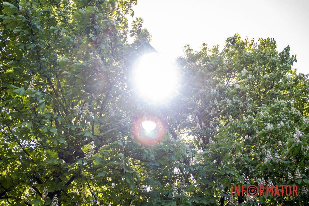 Фиксируем каждый кадр: в Днепре на Сичеславской Набережной расцвели каштаны и боярышник.