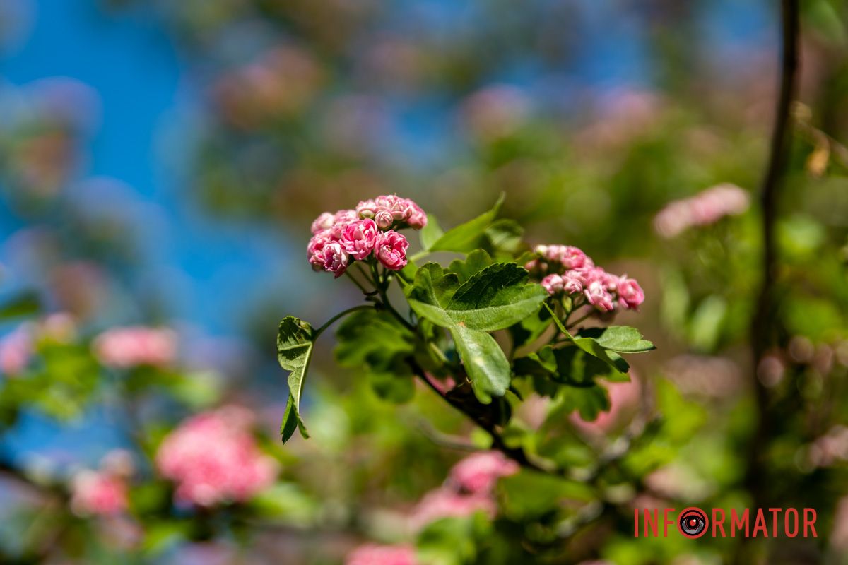 Фиксируем каждый кадр: в Днепре на Сичеславской Набережной расцвели каштаны и боярышник 11