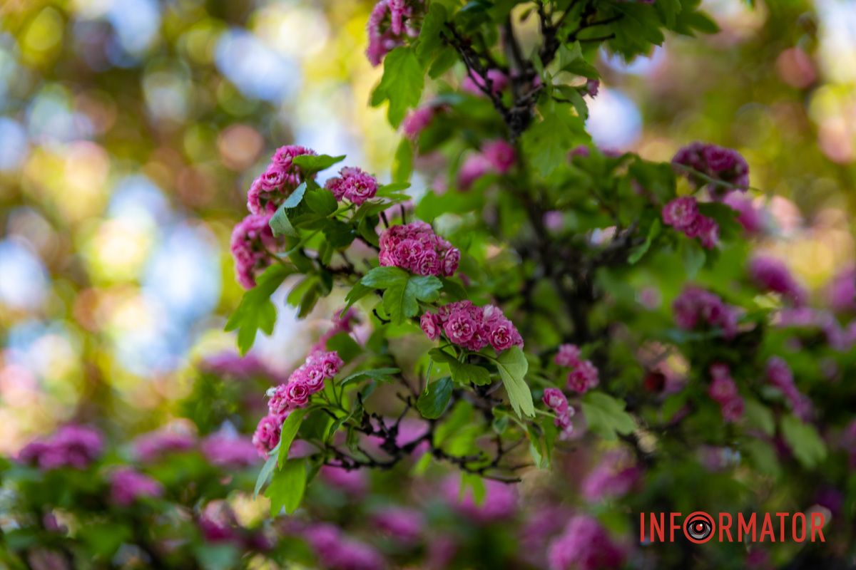 Фиксируем каждый кадр: в Днепре на Сичеславской Набережной расцвели каштаны и боярышник.