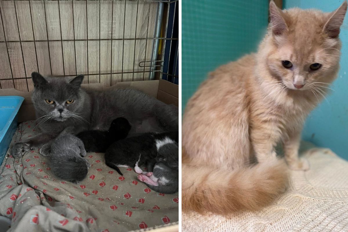 С надеждой на заботу в новых семьях