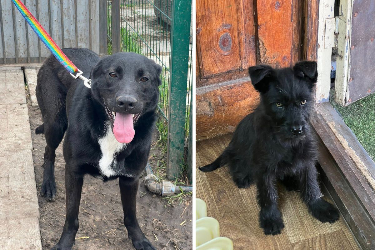 Миниубежище "Лучик надежды"