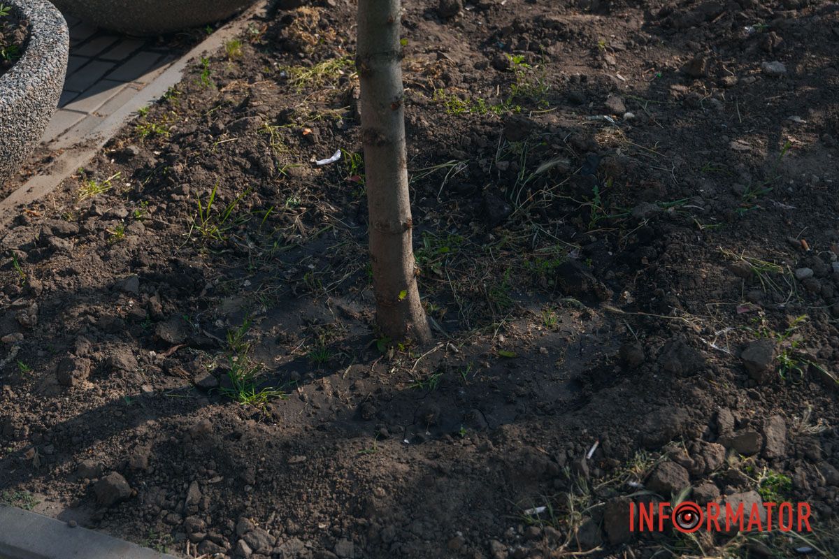 Все деревья огородили