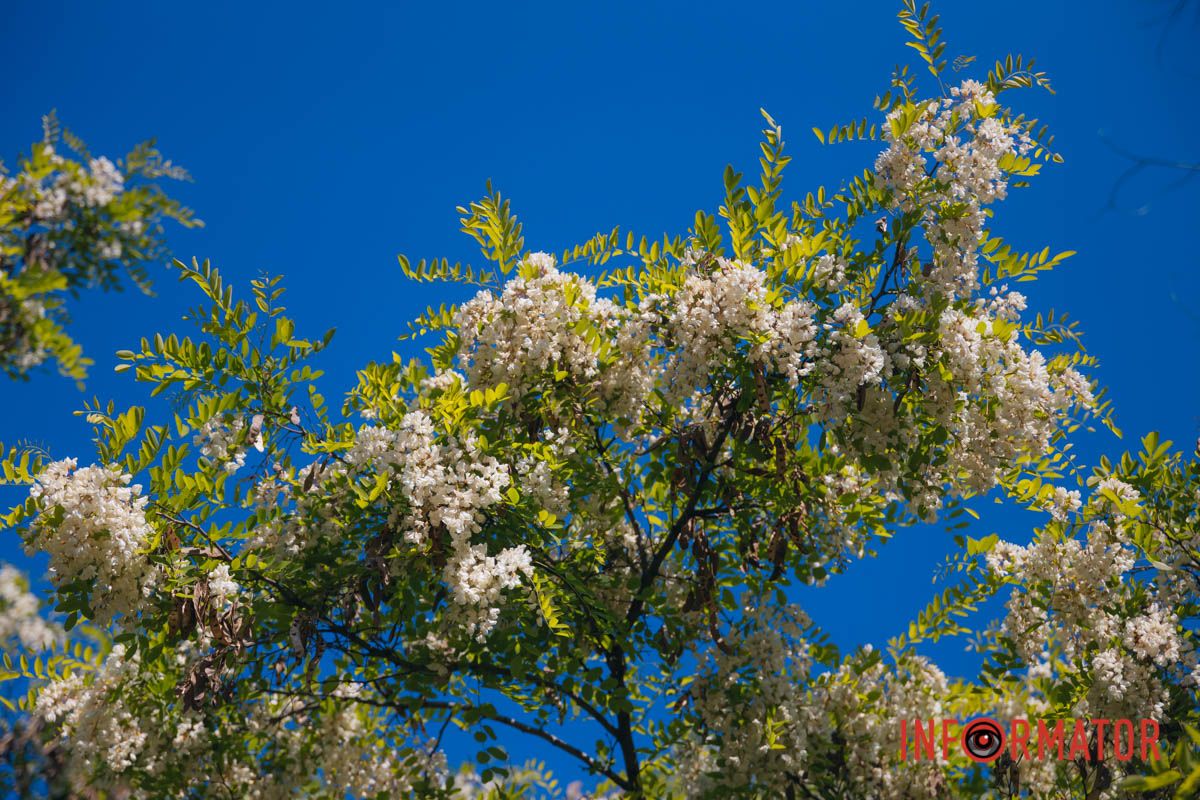 В Днепре зацвела акация: улицы города утопают в благоухании.