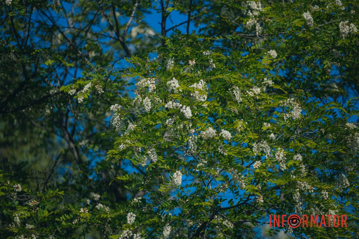 В Днепре зацвела акация: улицы города утопают в благоухании 5