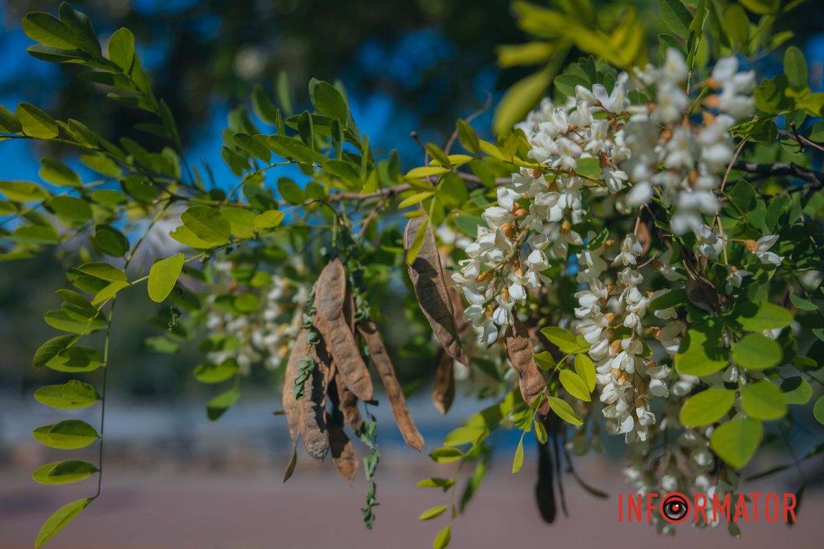 В Днепре зацвела акация: улицы города утопают в благоухании 10