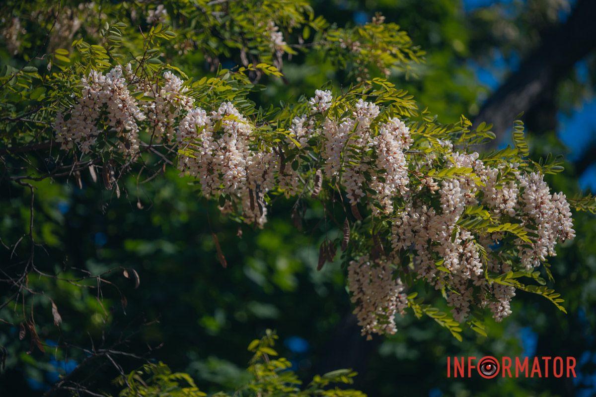 В Днепре зацвела акация: улицы города утопают в благоухании 9
