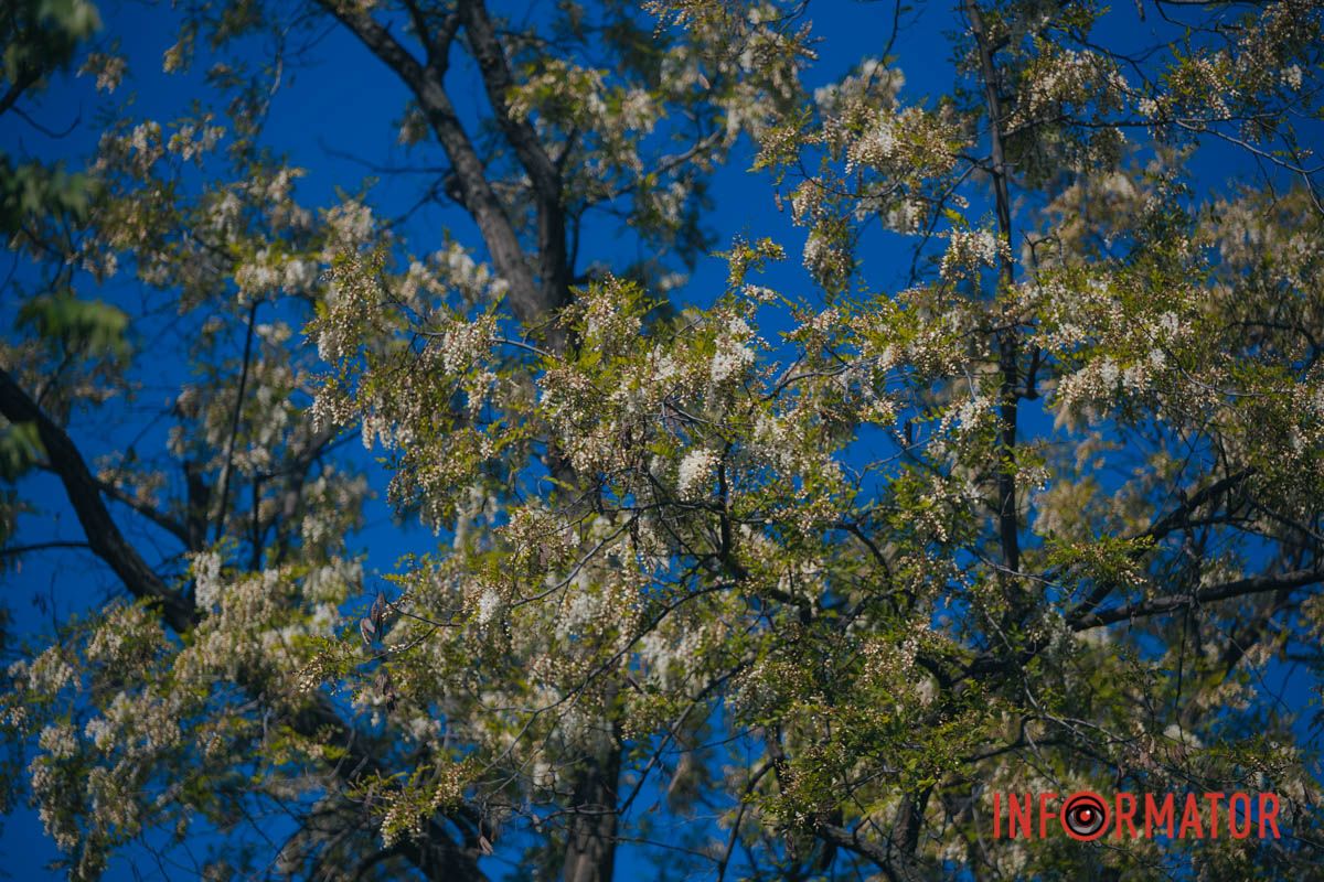 В Днепре зацвела акация: улицы города утопают в благоухании 3