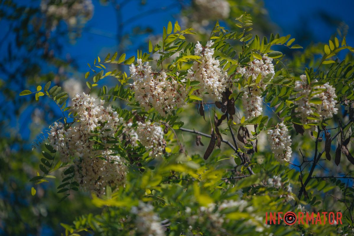 В Днепре зацвела акация: улицы города утопают в благоухании 4