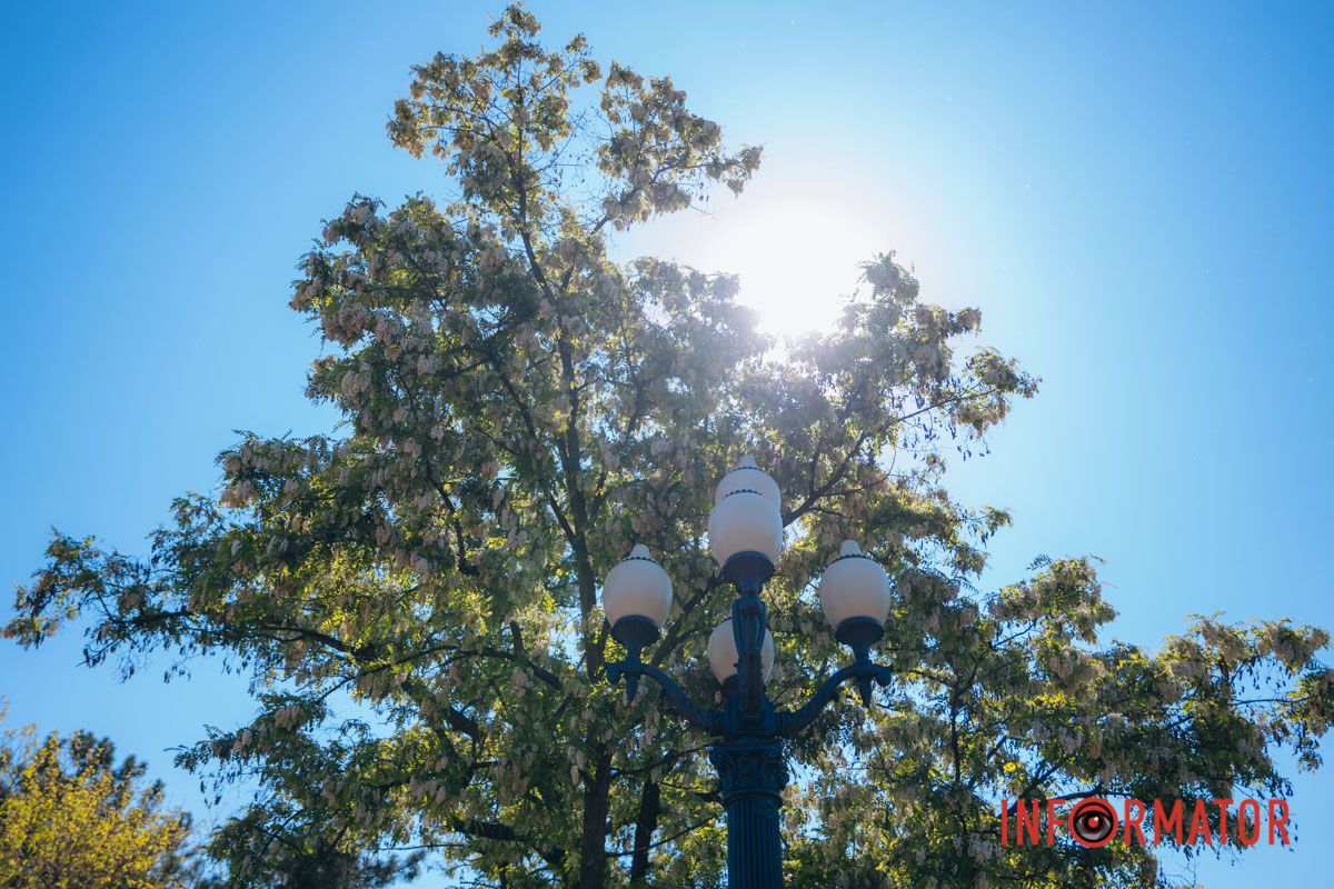 В Днепре зацвела акация: улицы города утопают в благоухании 7