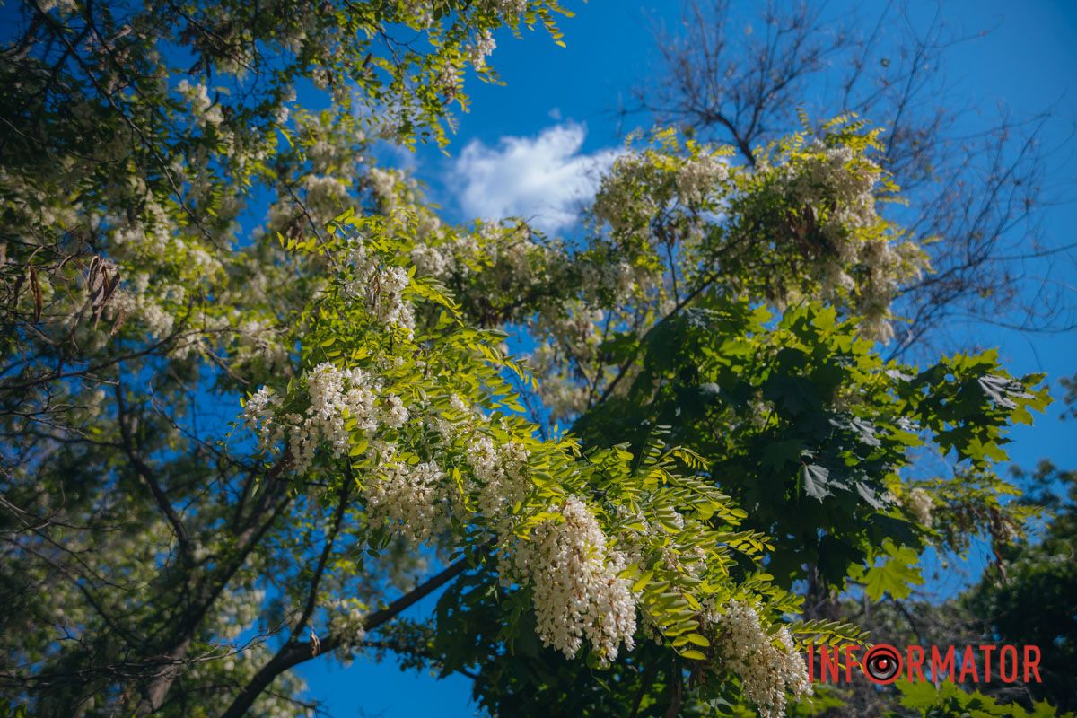 В Днепре зацвела акация: улицы города утопают в благоухании 8