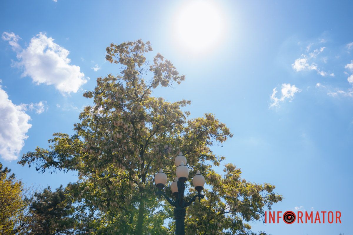 В Днепре зацвела акация: улицы города утопают в благоухании 25