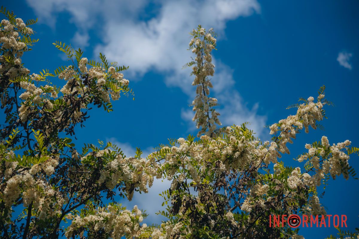 В Днепре зацвела акация: улицы города утопают в благоухании 22