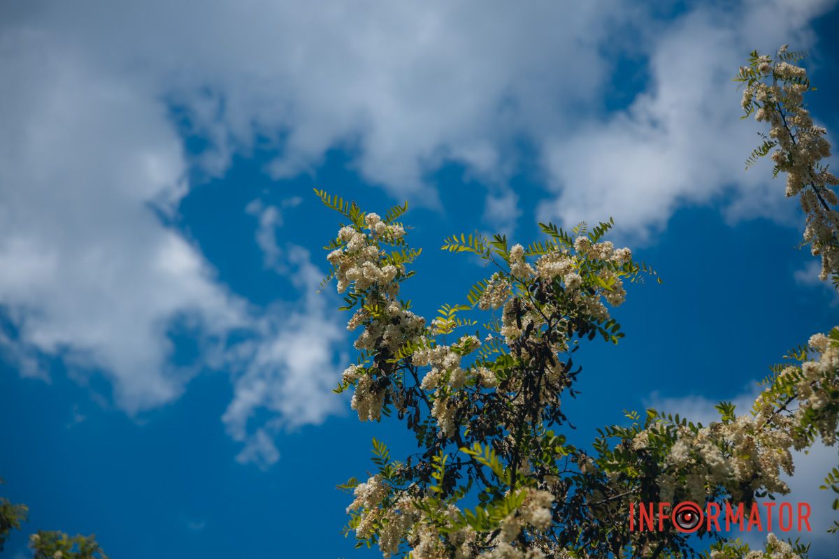 В Днепре зацвела акация: улицы города утопают в благоухании 21