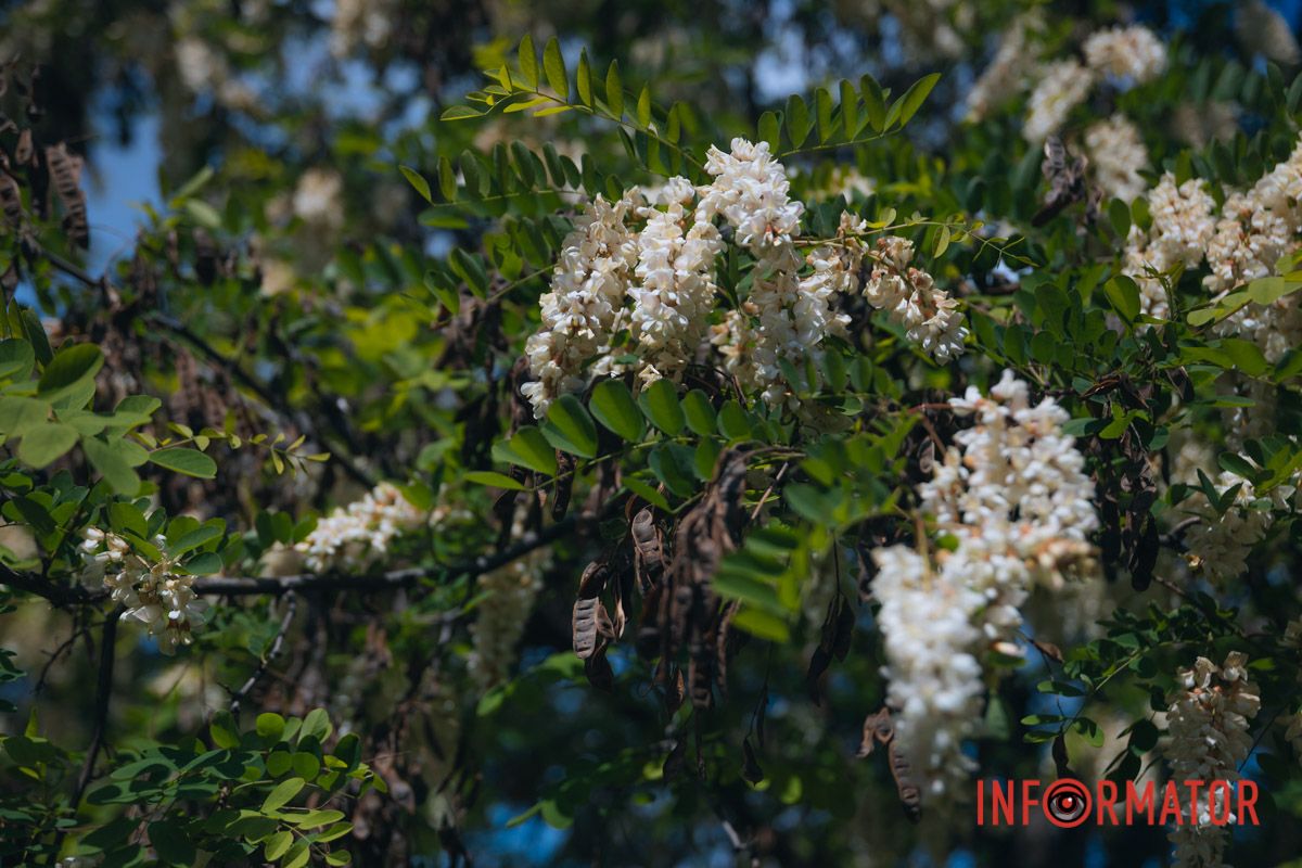 В Днепре зацвела акация: улицы города утопают в благоухании 23
