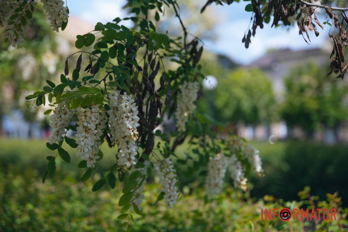 В Днепре зацвела акация: улицы города утопают в благоухании 18