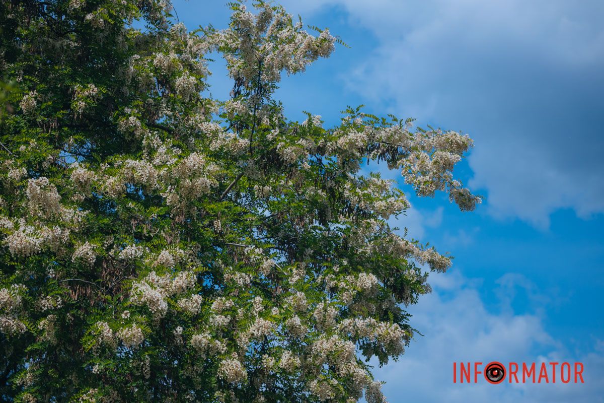 В Днепре зацвела акация: улицы города утопают в благоухании 17