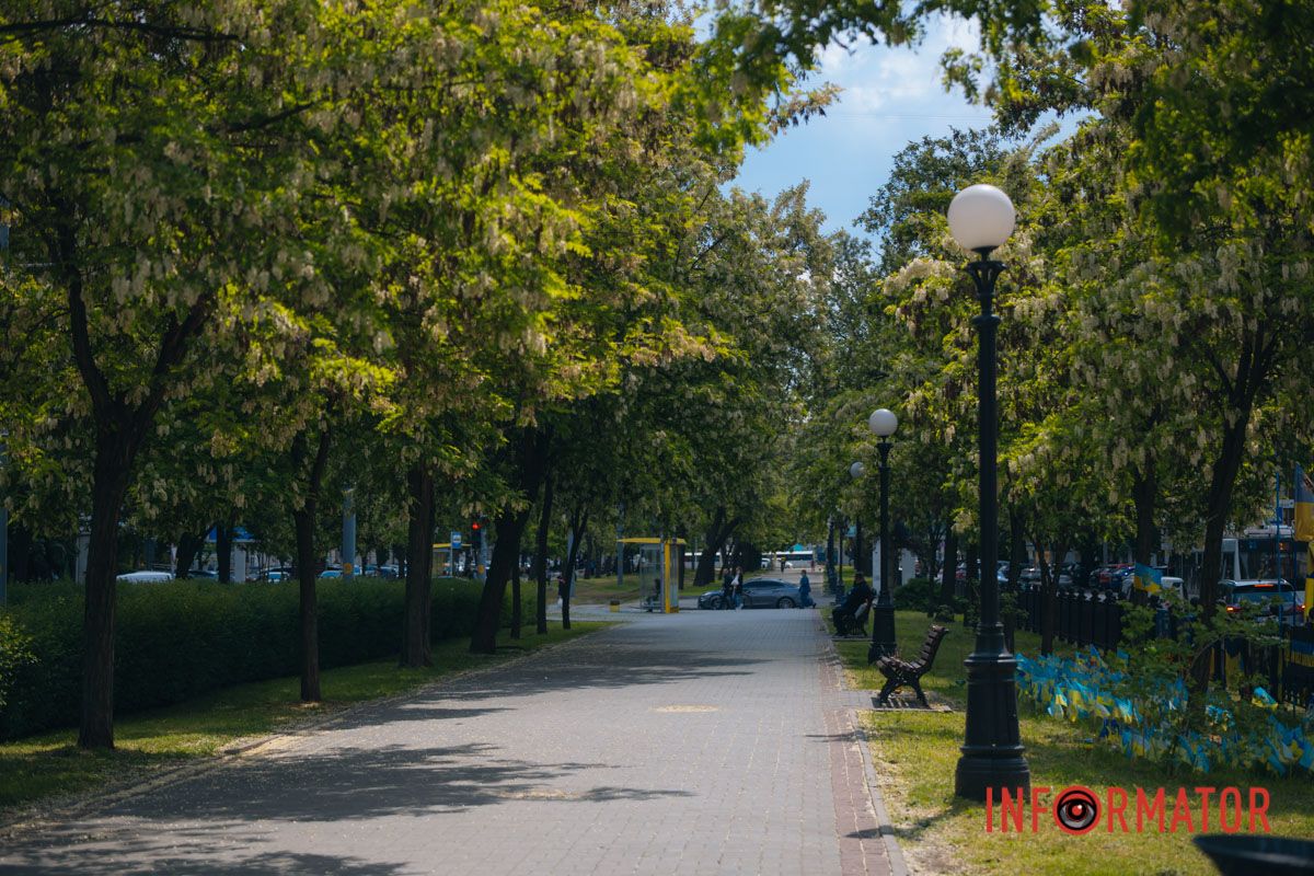 В Днепре зацвела акация: улицы города утопают в благоухании 14