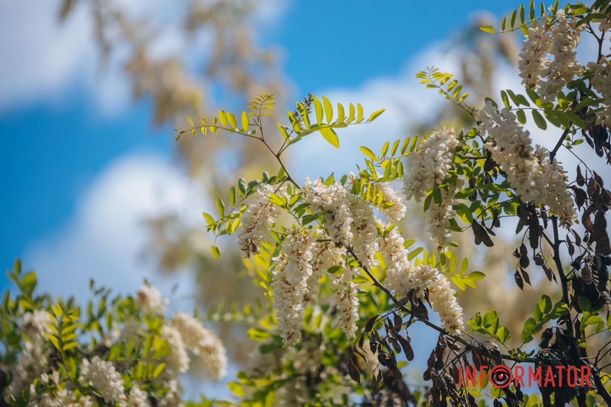 В Днепре зацвела акация: улицы города утопают в благоухании 20