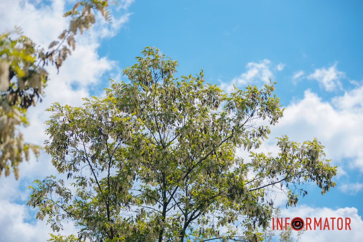 В Днепре зацвела акация: улицы города утопают в благоухании 12