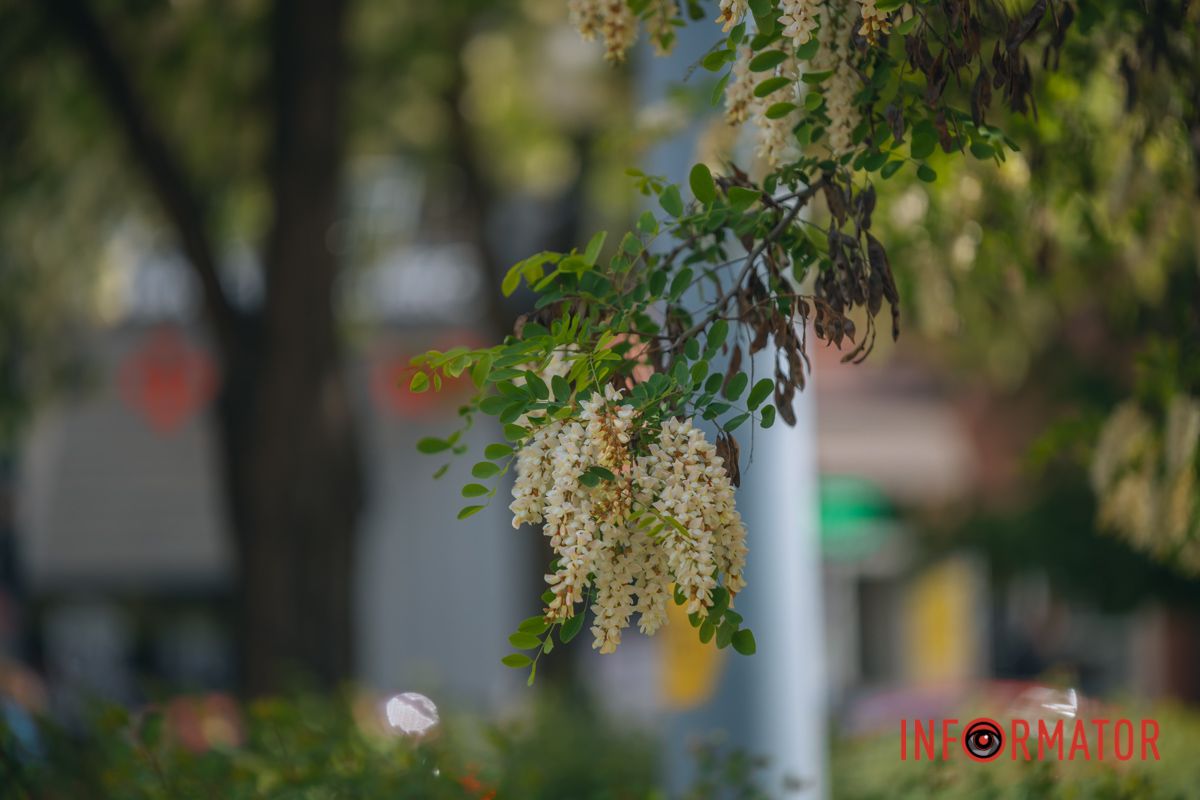 В Днепре зацвела акация: улицы города утопают в благоухании 19