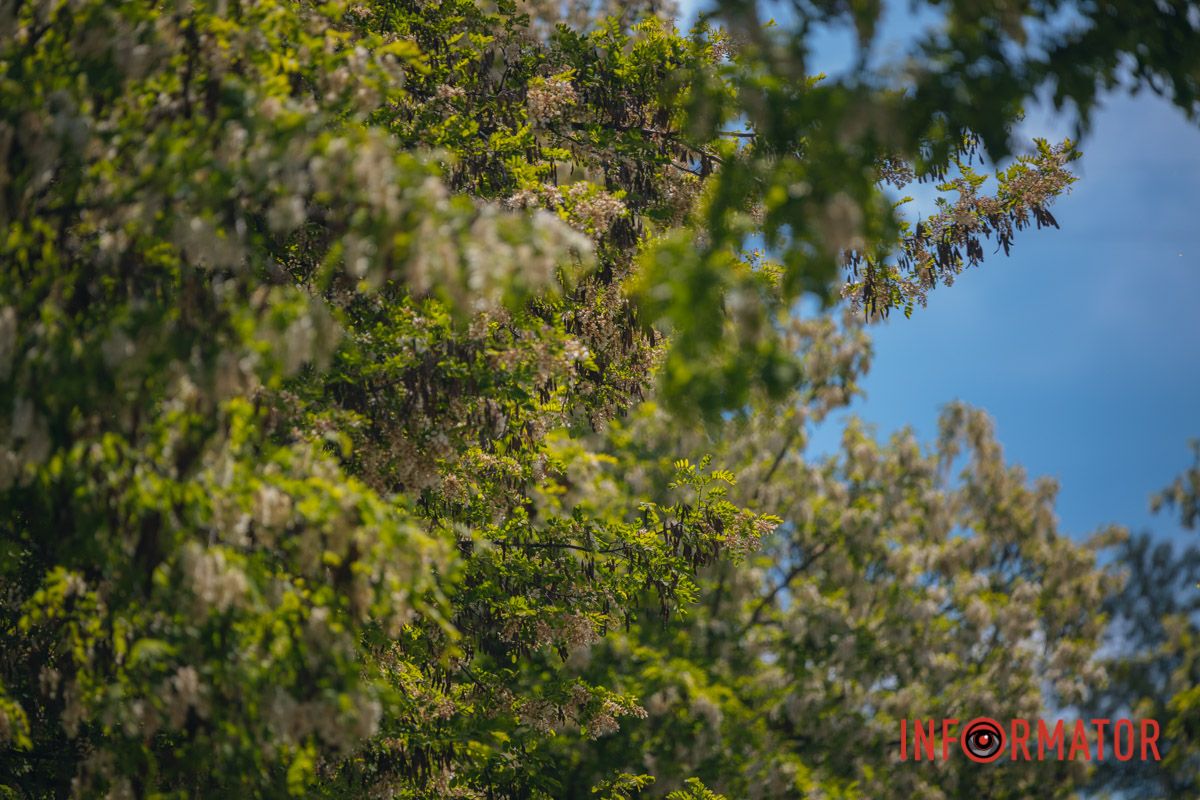 В Днепре зацвела акация: улицы города утопают в благоухании 15