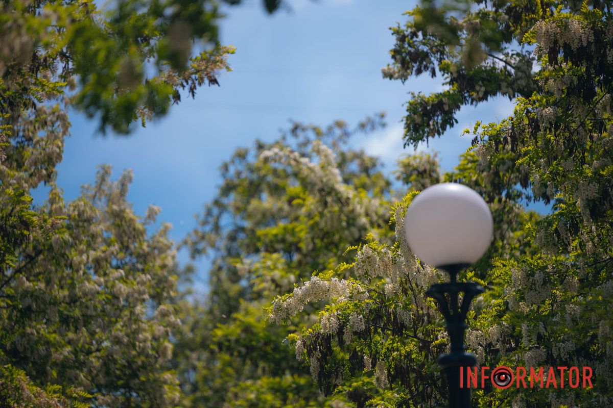 В Днепре зацвела акация: улицы города утопают в благоухании 11