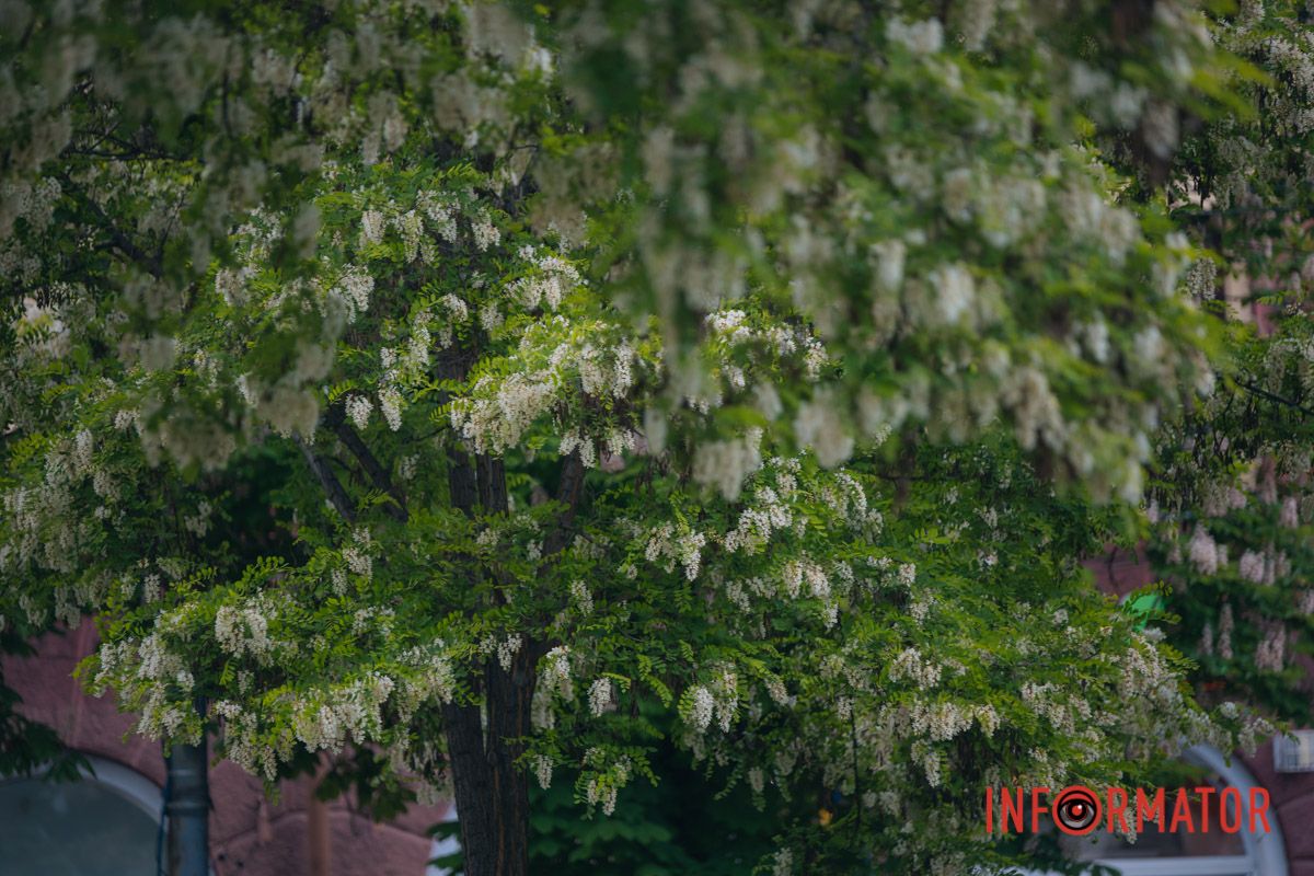 В Днепре зацвела акация: улицы города утопают в благоухании 13