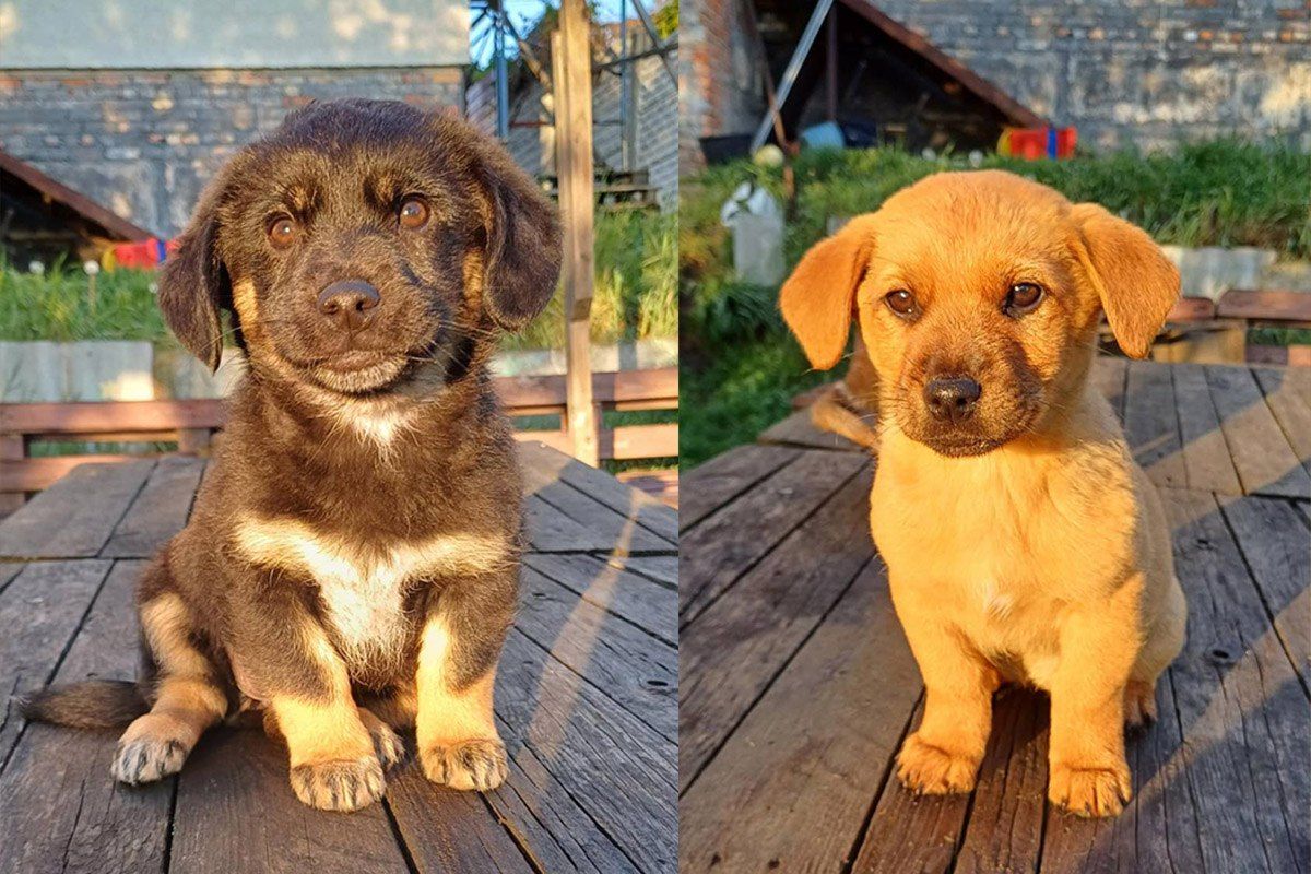 Щенки Щенки