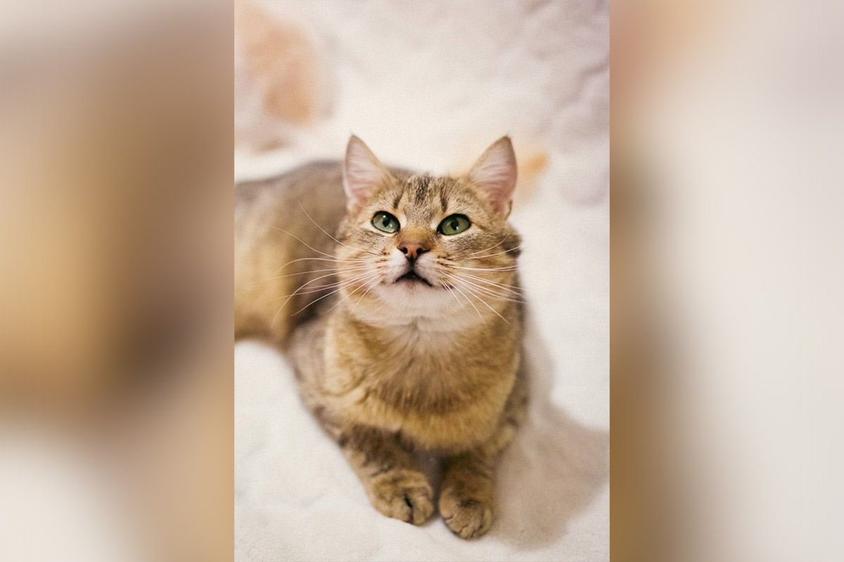 Лукас Лукас