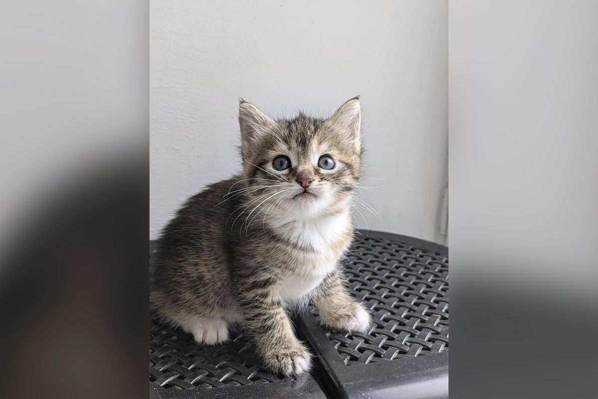 Микки Микки