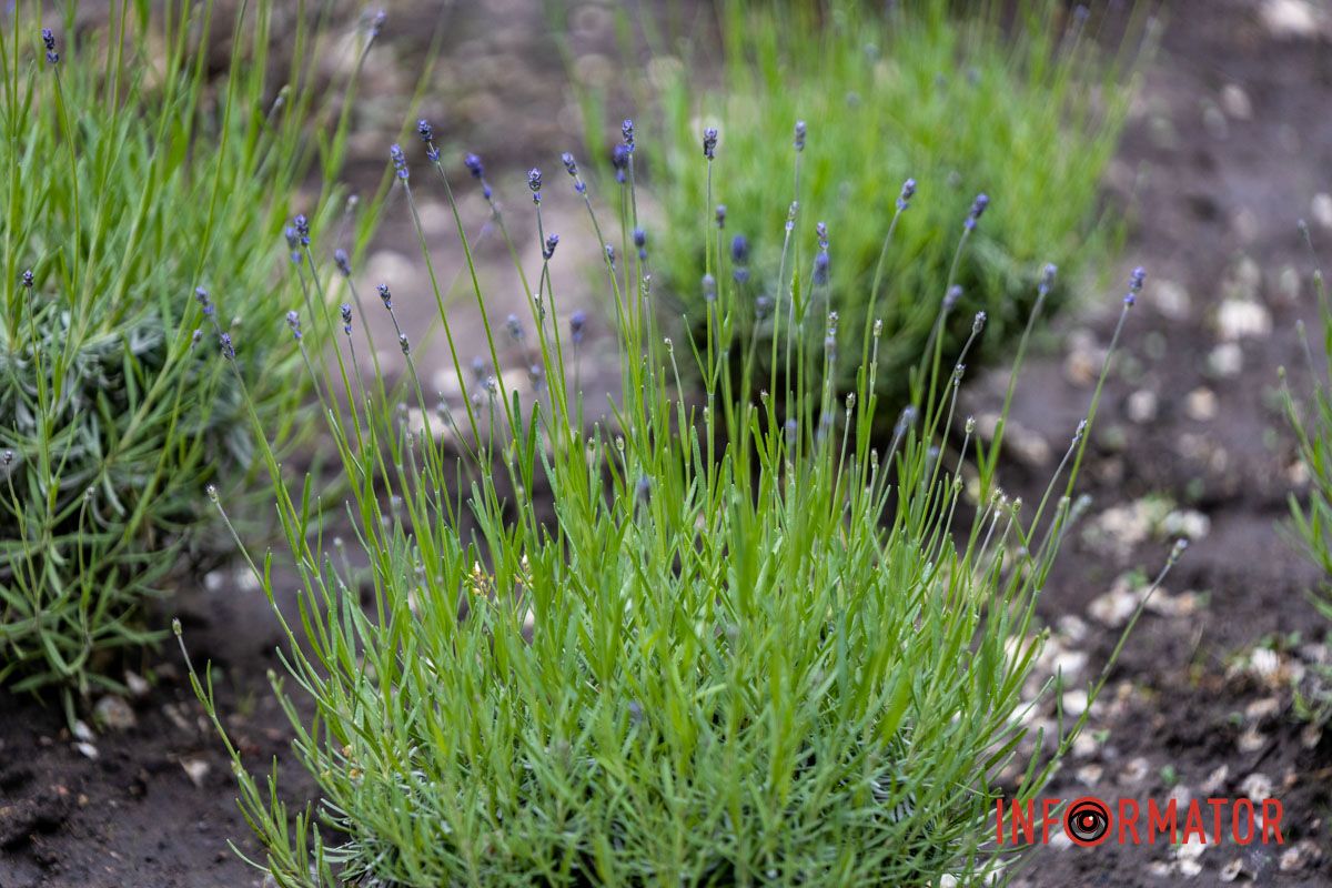 На Монастырском острове в Днепре зацвела лаванда: фоторепортаж 1