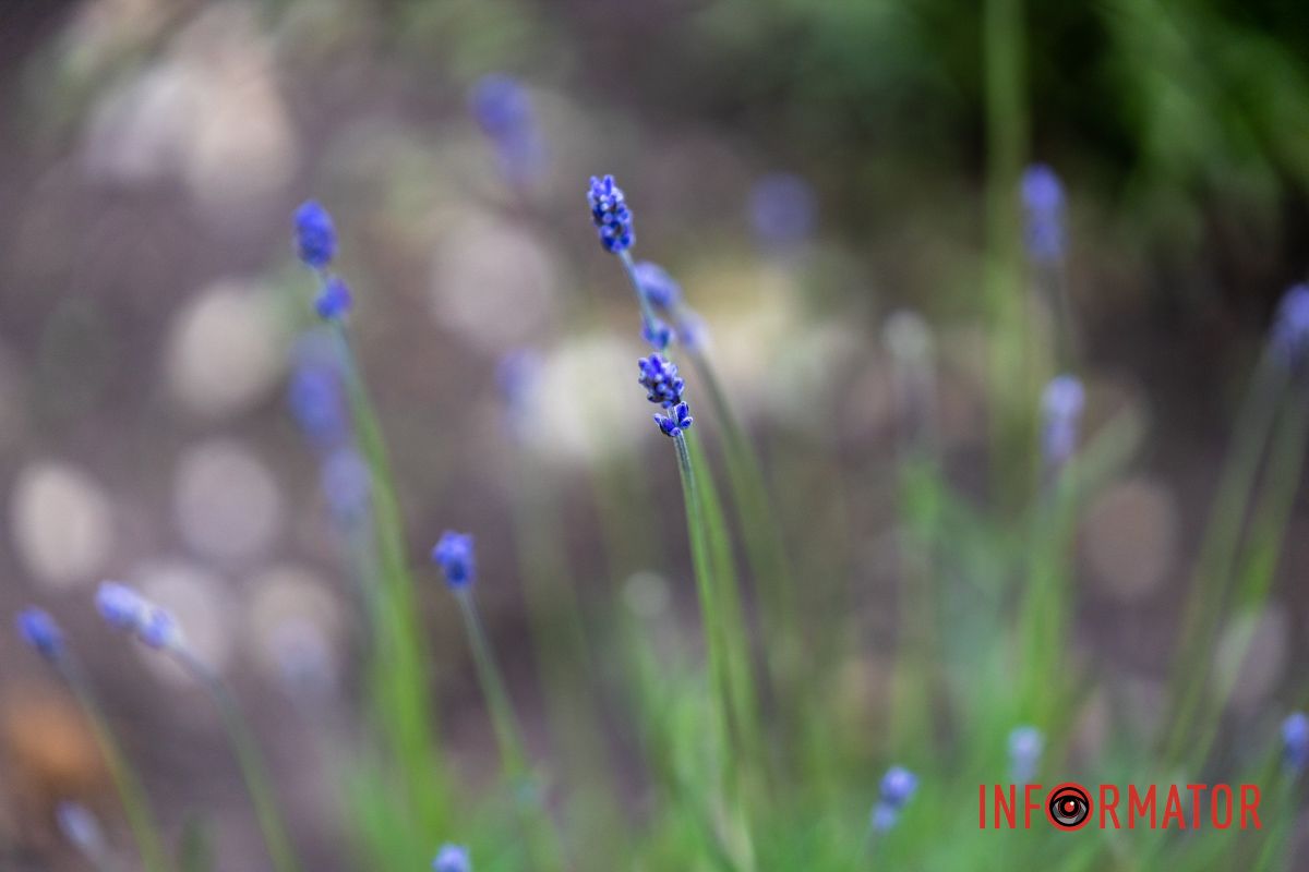 На Монастырском острове в Днепре зацвела лаванда: фоторепортаж 2