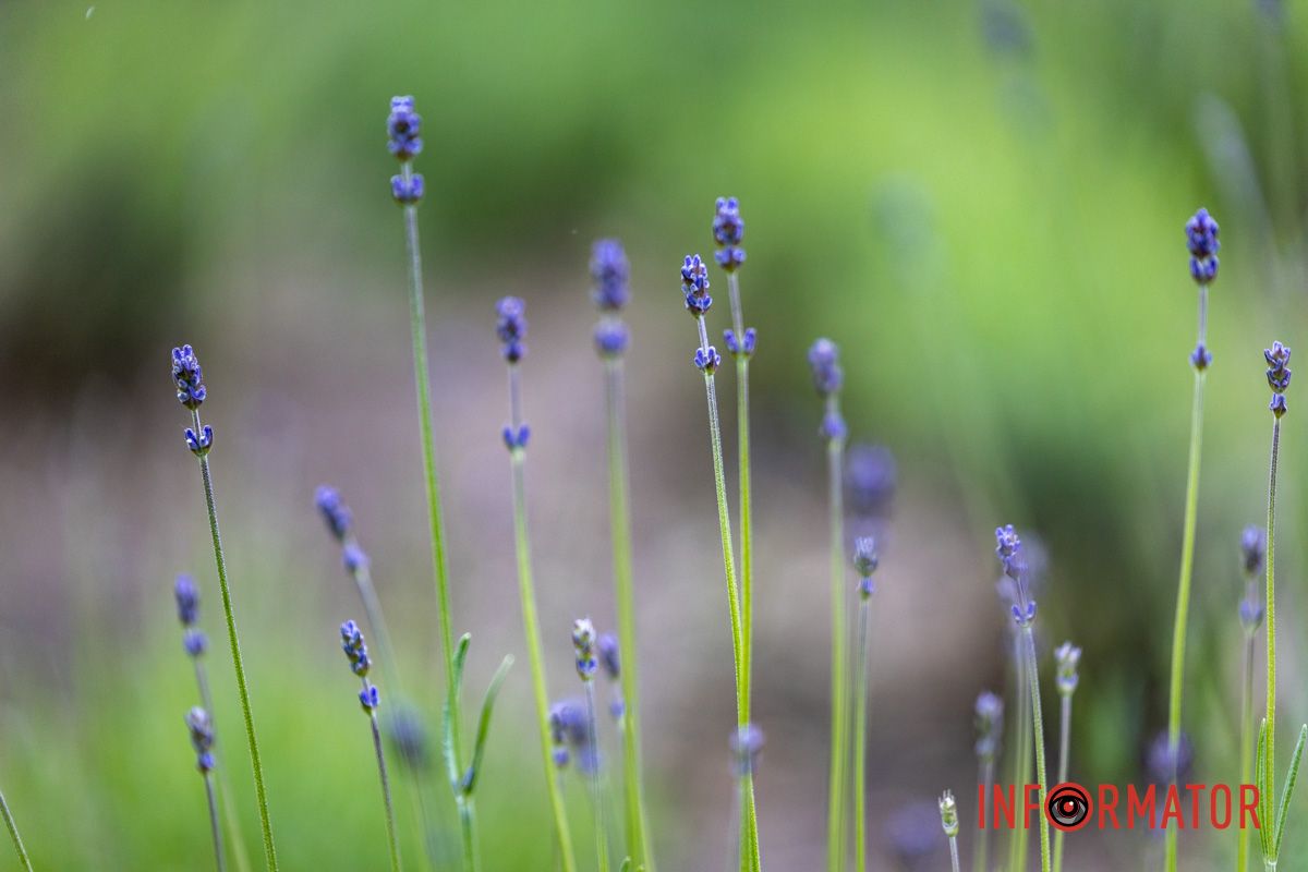 На Монастырском острове в Днепре зацвела лаванда: фоторепортаж 3