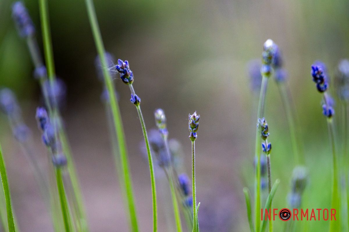 На Монастырском острове в Днепре зацвела лаванда: фоторепортаж 4