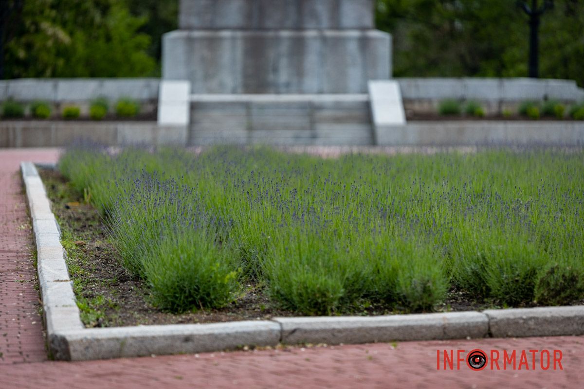 На Монастырском острове в Днепре зацвела лаванда: фоторепортаж 5