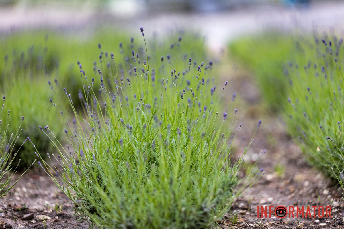 На Монастырском острове в Днепре зацвела лаванда: фоторепортаж 6