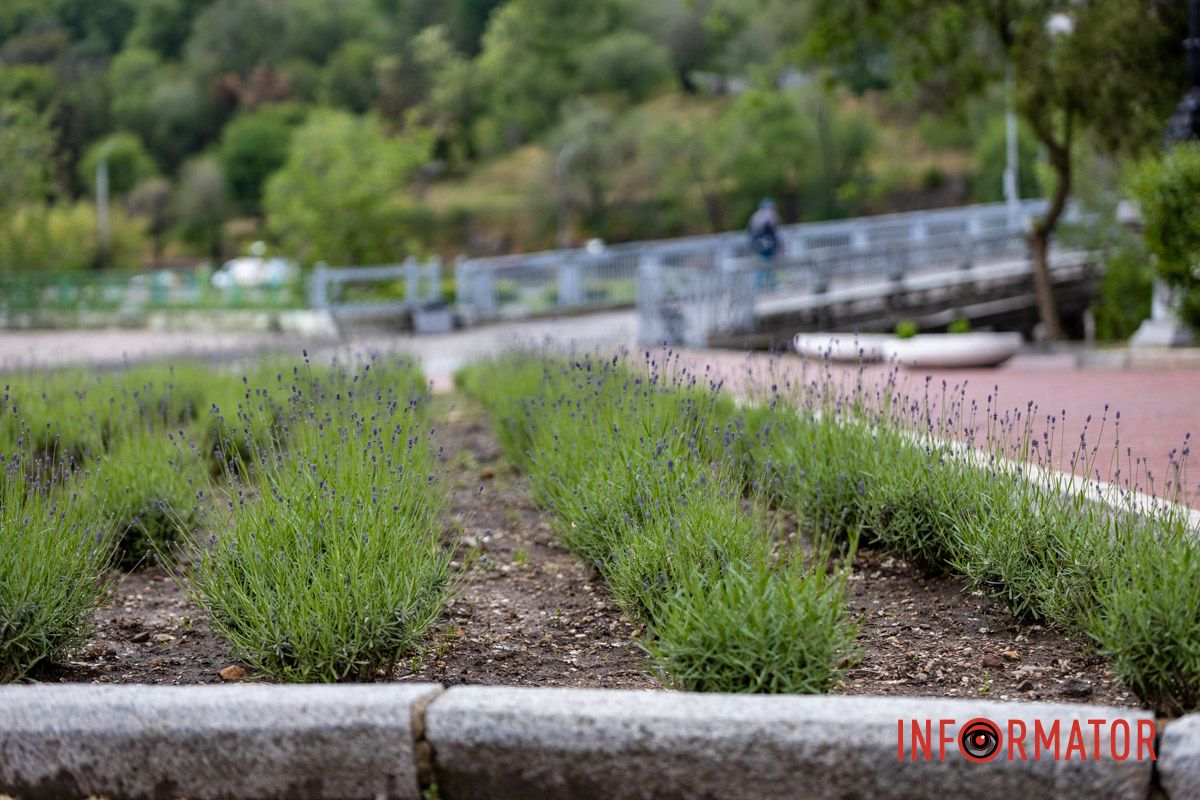 На Монастырском острове в Днепре зацвела лаванда: фоторепортаж 7