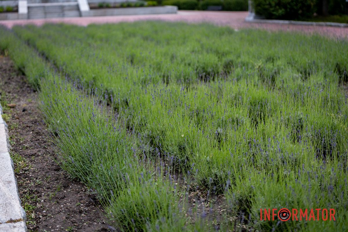 На Монастырском острове в Днепре зацвела лаванда: фоторепортаж 8
